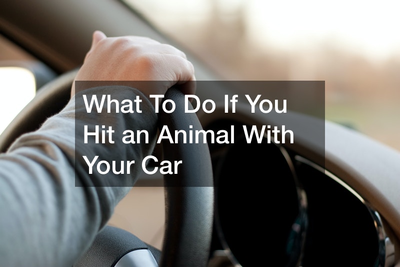 What To Do If You Hit an Animal With Your Car
