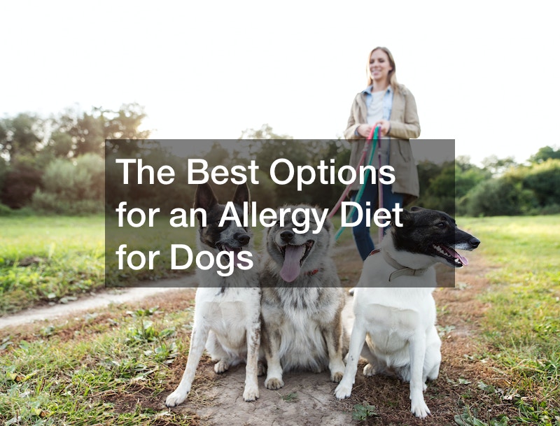 The Best Options for an Allergy Diet for Dogs