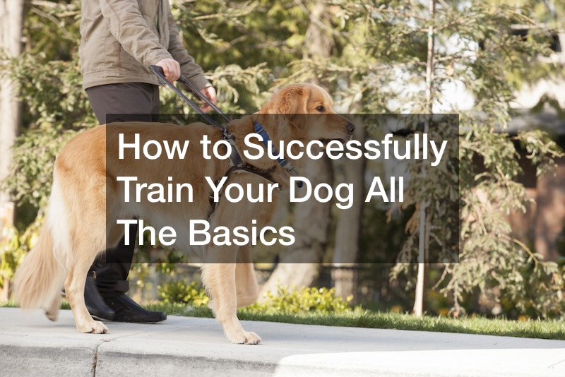 How to Successfully Train Your Dog All The Basics